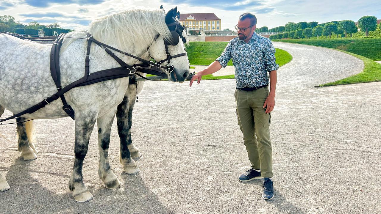 © ORF/Ralph Huber-Blechinger Karl Ploberger steht auf einem Weg im Schloss Hof und streichelt zwei Pferde.