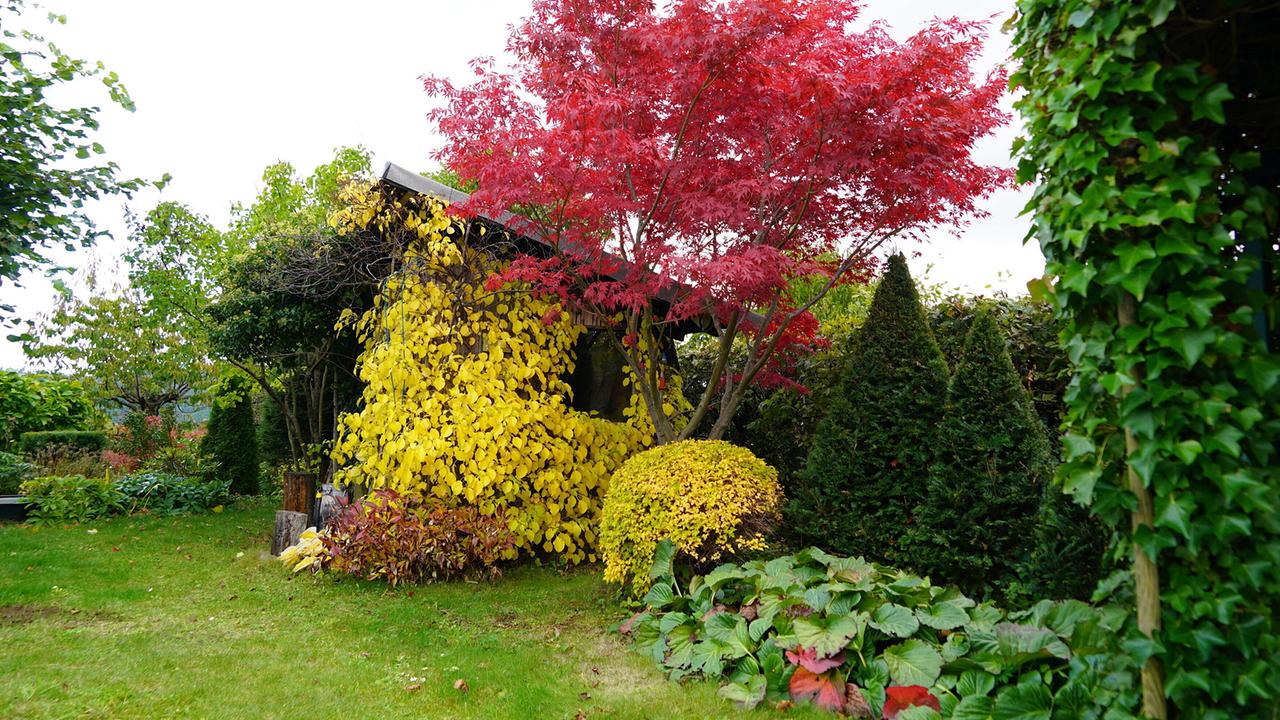 © Leopold Mayrhofer/Natur im Garten/Leopold Mayrhofer, A.Wildgansstr. 3382 LOOSD. Ein asiatisch gestalteter Garten mit Pavillon, rotem Ahornbaum und üppigen Pflanzen.
