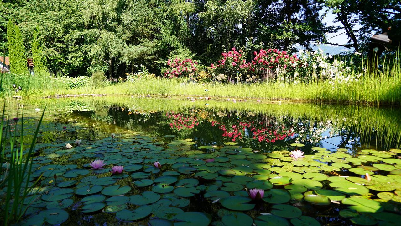 © Leopold Mayrhofer/Natur im Garten Ein Schwimmteich mit Wasserlilien, umgeben von üppigem Gras und einer blühenden Rosenhecke.