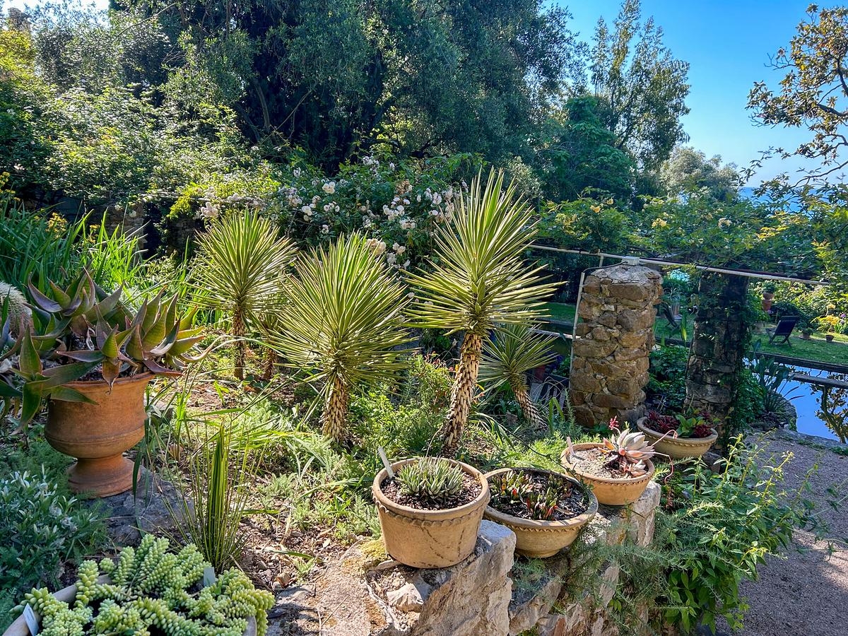 © ORF/Ralph Huber-Blechinger Das Paradies in der Ferne: Eingebettet in die bezaubernde Stadt Menton ist der Garten Clos du Peyronnet ein botanisches Juwel, das Natur und Geschichte harmonisch miteinander verbindet. Dieser Privatgarten wurde ab 1915 von der Familie Waterfield angelegt und hat sich im Laufe der Generationen zu einem außergewöhnlich reichen Garten entwickelt.