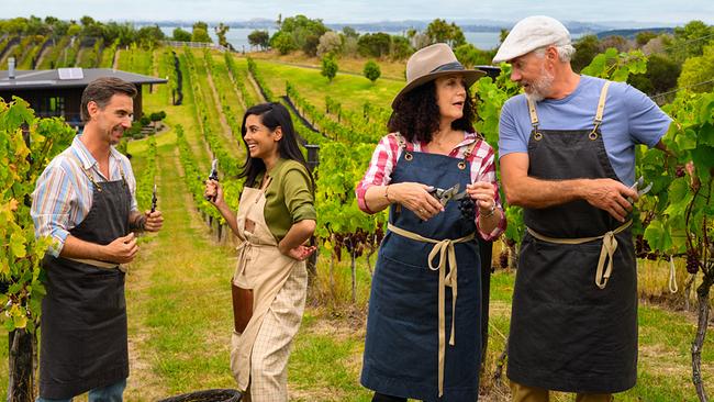 Florian Silbereisen, Collien Ulmen-Fernandes, Barbara Wussow und Daniel Morgenroth bei der Weinlese zwischen Weinstöcken