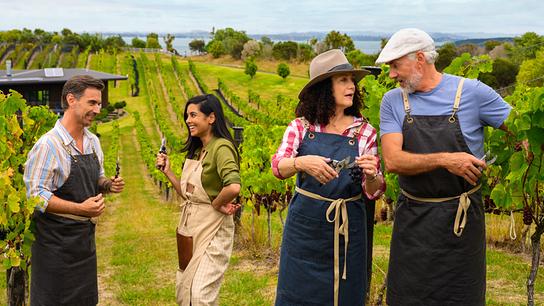 Florian Silbereisen, Collien Ulmen-Fernandes, Barbara Wussow und Daniel Morgenroth bei der Weinlese zwischen Weinstöcken