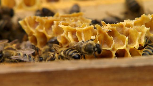 Bienen in ihrer Wabe