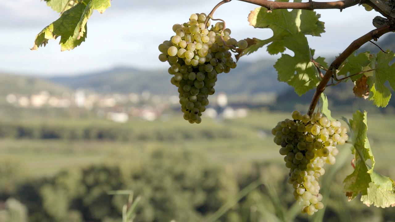 © ORF/pre tv "Der große Weinskandal": Weinstock