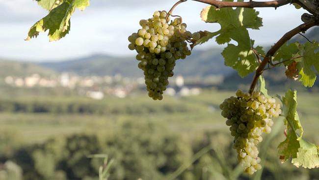 "Der große Weinskandal": Weinstock