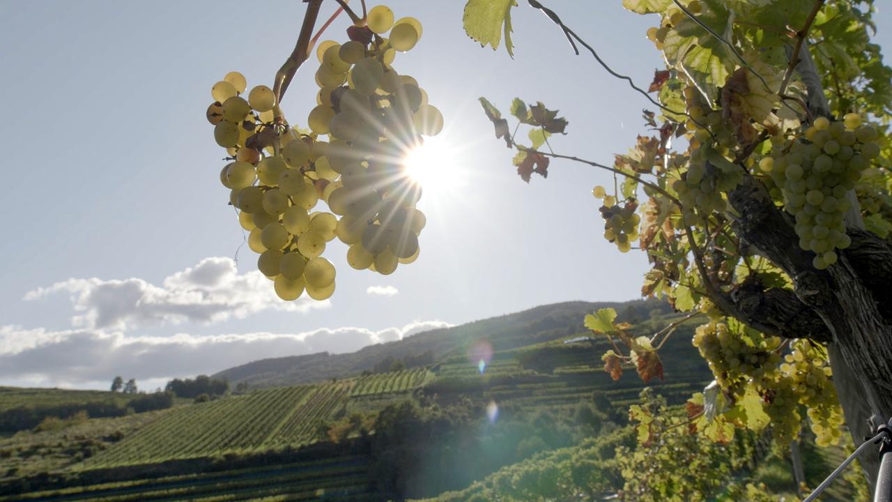 "Der große Weinskandal": Weinstock