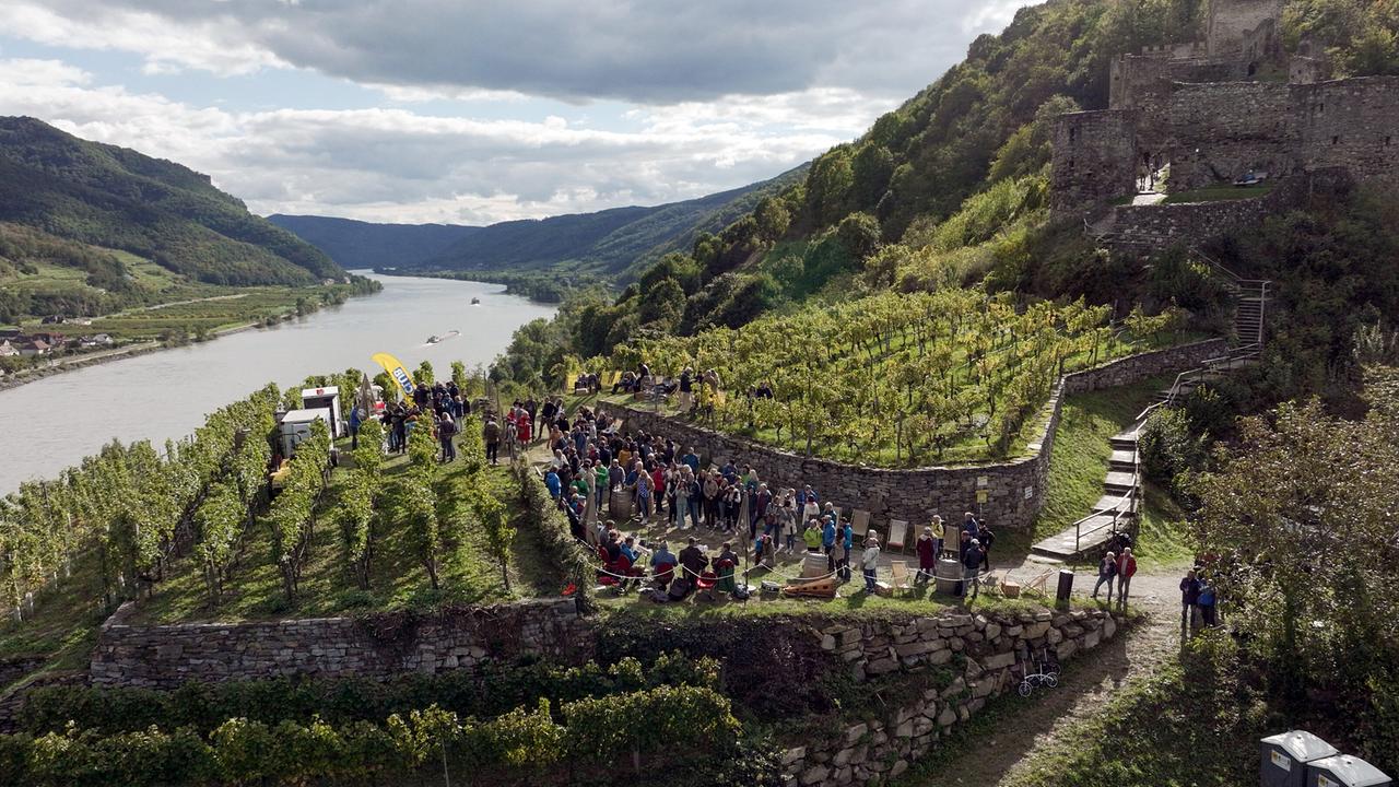 "Der große Weinskandal": Weinfest in der Wachau