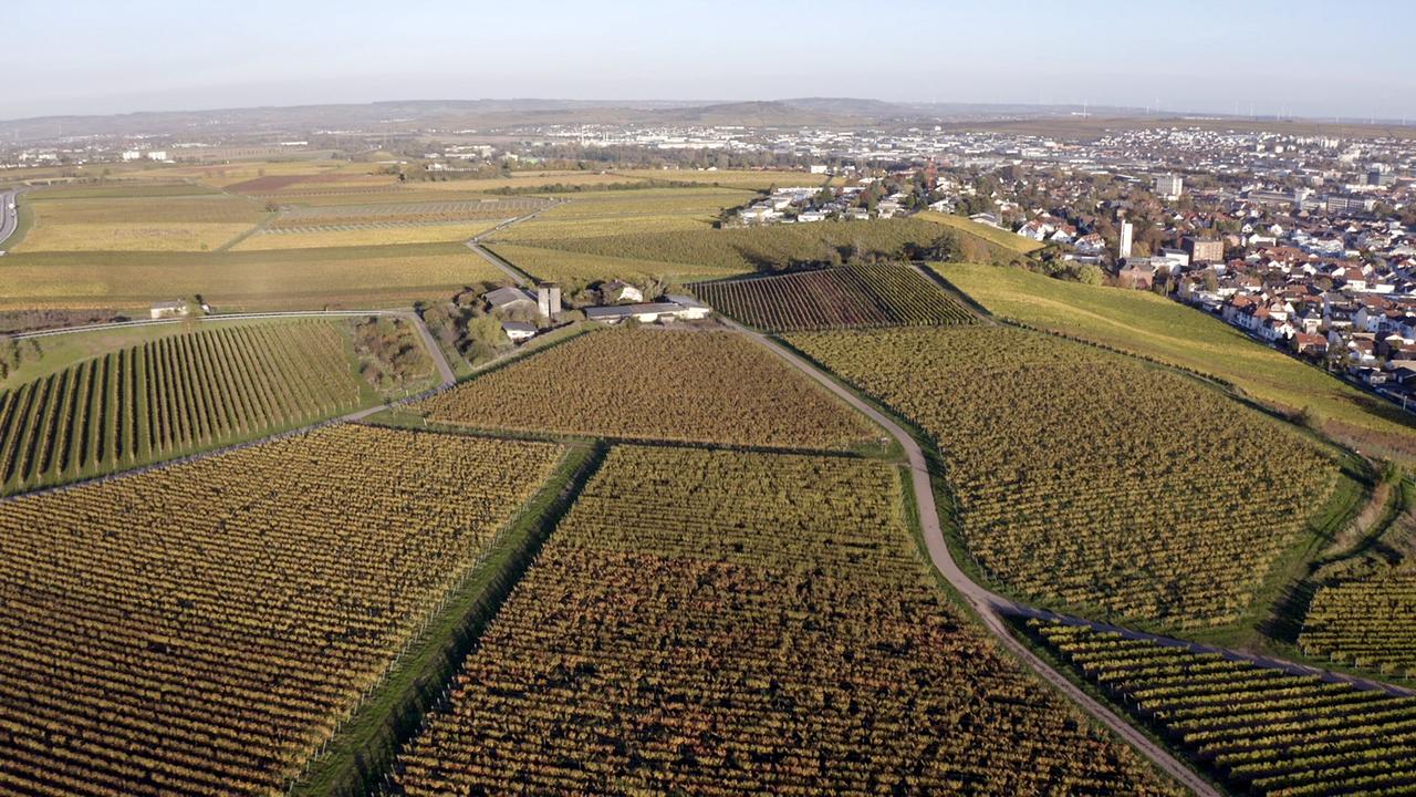 "Der große Weinskandal": Weingärten in Rheinland-Pfalz