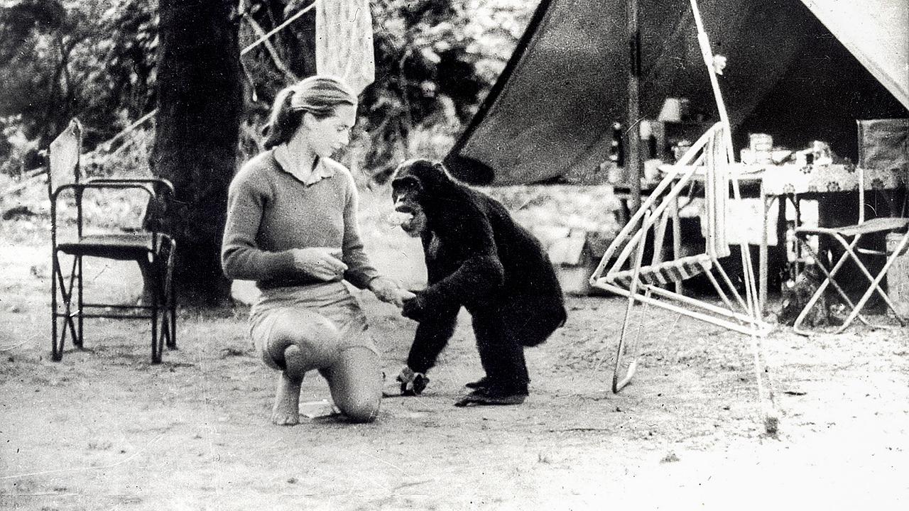 Die Lebensreise der Jane Goodall: Jane Goodall mit David Greybeard in Gombe
