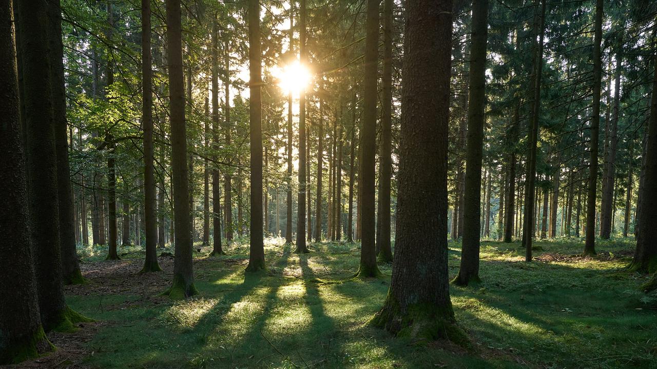 "G’sunder Sommer in Österreich: Die Kraft der Natur": Wald – Ein Aufenthalt im Grünen fördert auch die Gesundheit