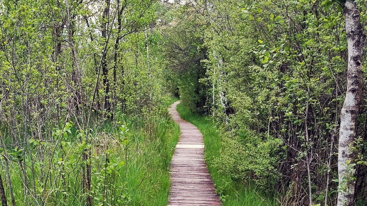 "G’sunder Sommer in Österreich: Die Kraft der Natur": Steg Ibmer Moor