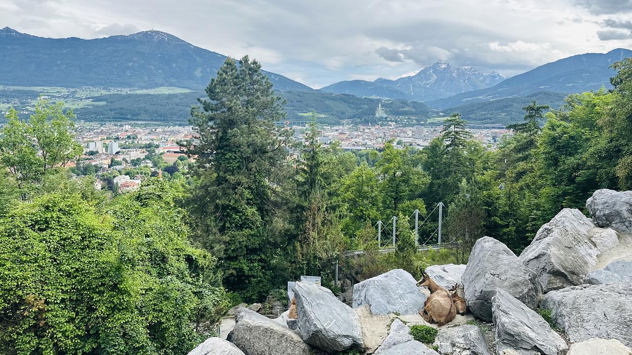 "G’sunder Sommer in Österreich: Die Kraft der Bewegung": Gämse im Alpenzoo Innsbruck