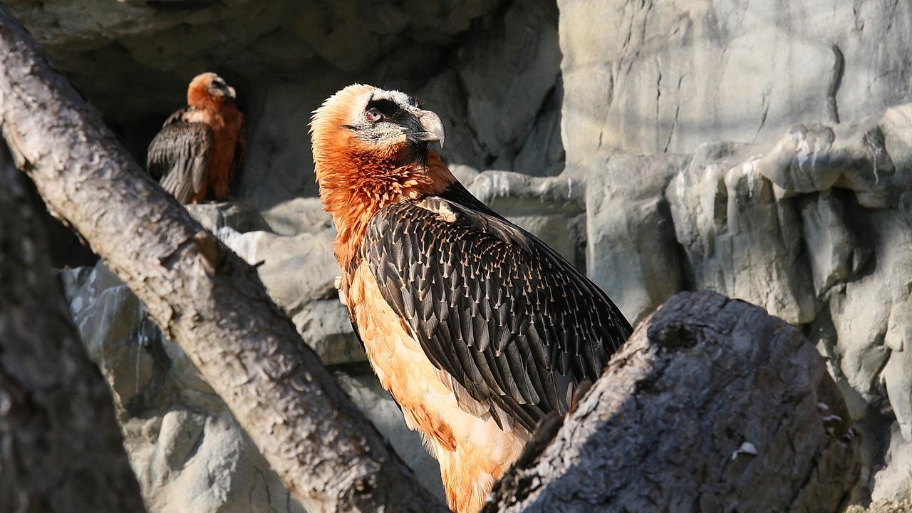 "G’sunder Sommer in Österreich: Die Kraft der Bewegung": Bartgeiger, Alpenzoo Innsbruck