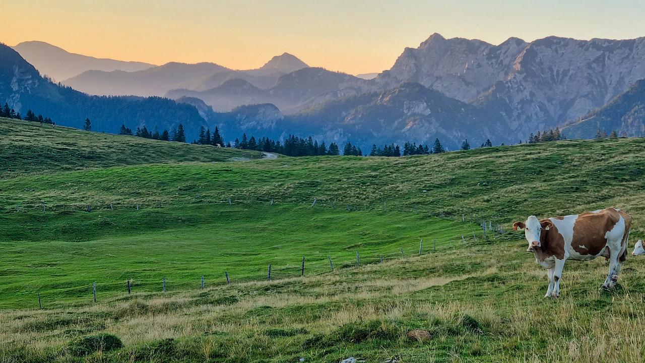 © ORF/Kiwi TV Zwei Kühe stehen auf einer grünen Almwiese auf der Postalm, dahinter ragen hohe Berge in der Dämmerung auf.