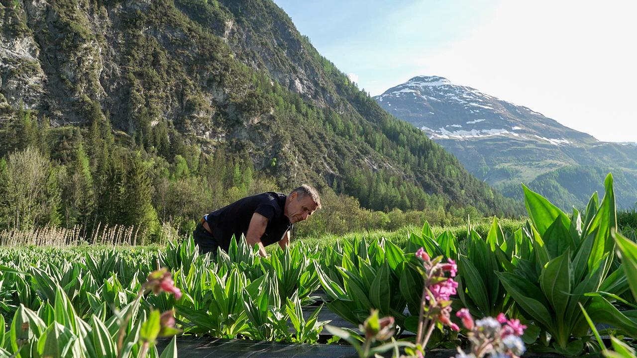 © ORF/Kiwi TV Ein Mann arbeitet auf einem Enzianfeld mit großen grünen Pflanzen vor alpiner Bergkulisse.