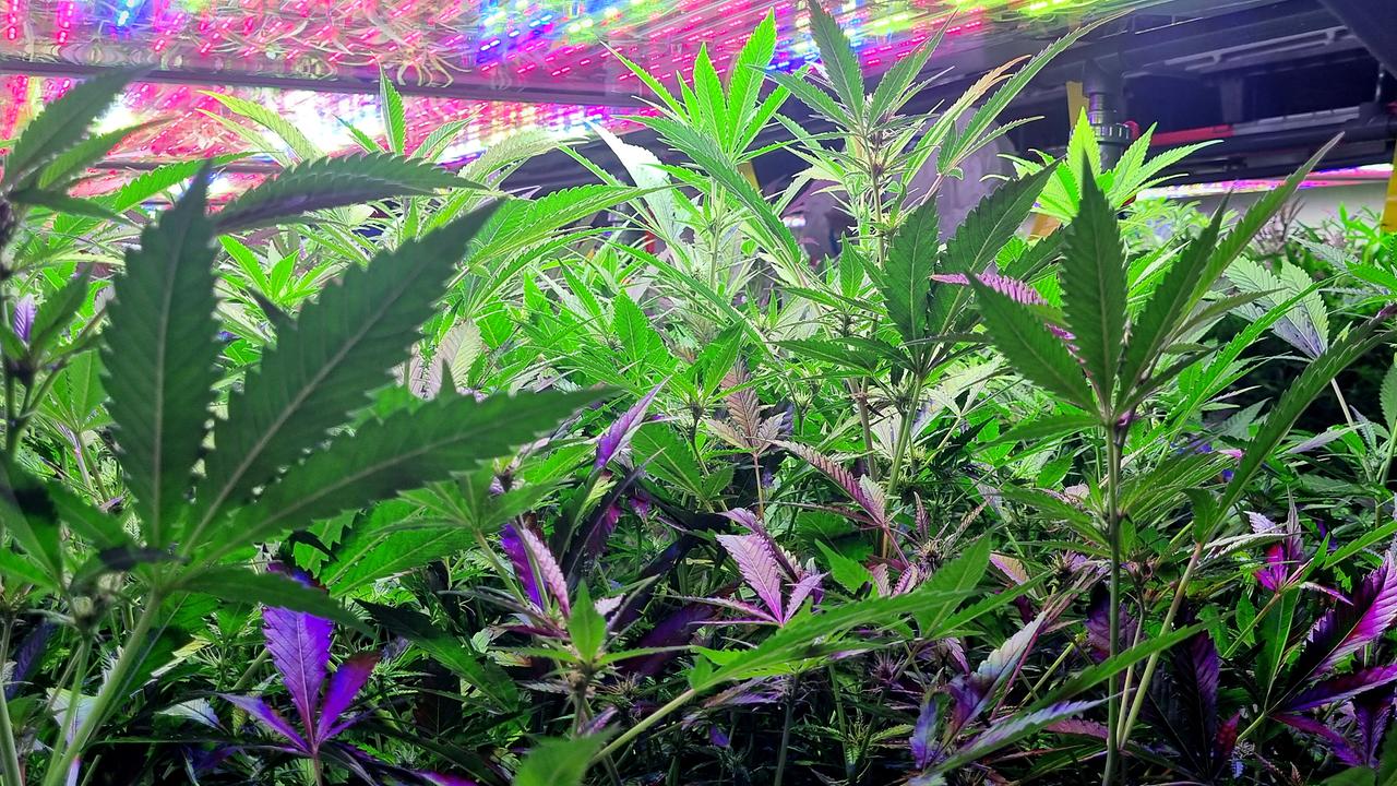 © ORF/Kiwi TV Filmproduktionsges.m.b.H/Denise Kracher Nahaufnahme blühender Cannabispflanzen in einer beleuchteten Halle