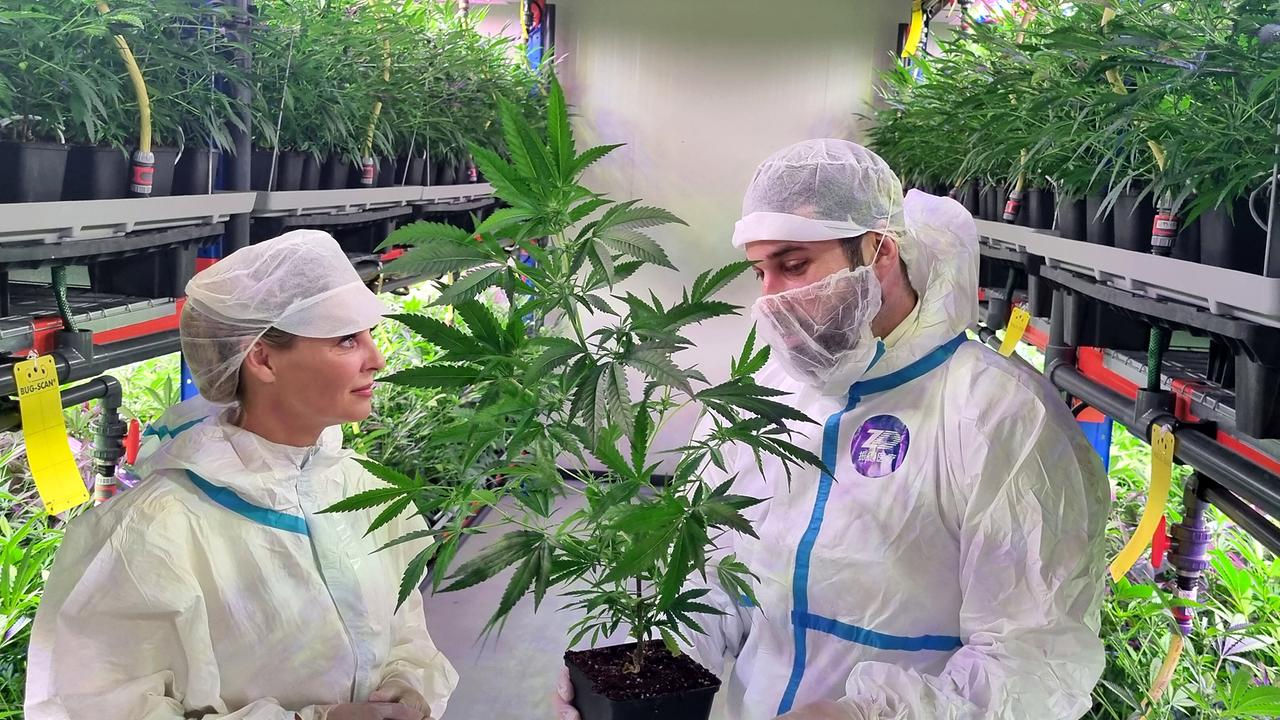 © ORF/Kiwi TV Filmproduktionsges.m.b.H/Denise Kracher Christine Reiler im Schutzanzug begutachtet mit einer weiteren Person eine Cannabispflanze in einer Cannabisplantage der AGES.
