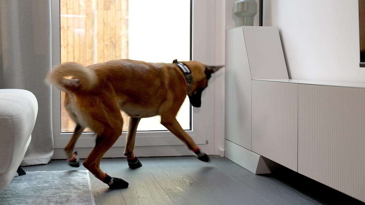 Schimmelspürhündin "Crazy" bei der Arbeit: Sie läuft in einem hellen Wohnraum auf glattem Boden und trägt dabei kleine Schuhe an allen Pfoten.