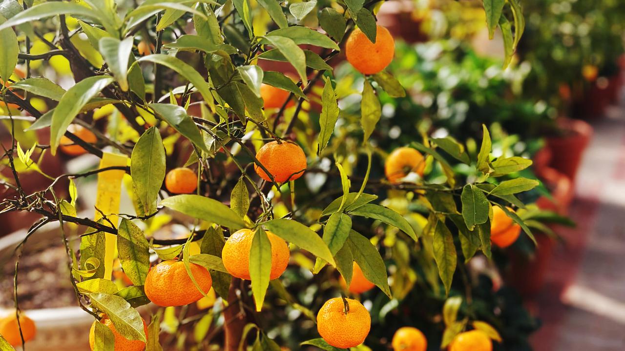 Kleine Zitrusbäume mit vielen orange- und gelbfarbenen Früchten steht in Töpfen im Gewächshaus.