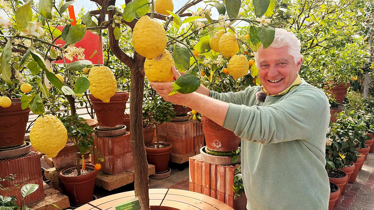 Michael Ceron präsentiert lächelnd große, knorrige Zitronen an einem Baum in einem Gewächshaus.