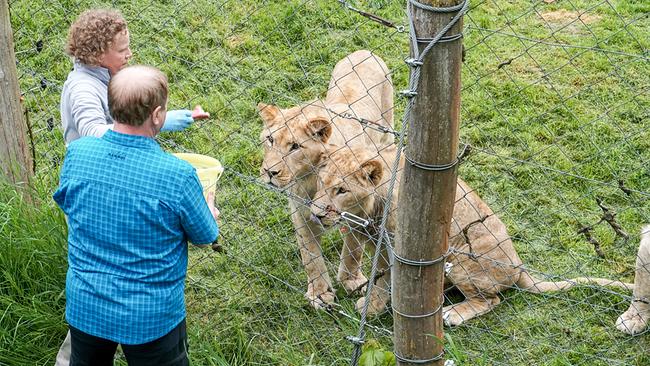 Harry Prünster stattet mit Zoologin Martha Moritz den Löwen der Tierwelt Herberstein einen Besuch ab.