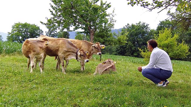 Der naturverbundene Jonas Kaufmann hat keine Berührungsängste und kniet auf einer grünen Wiese vor vier Kühen.