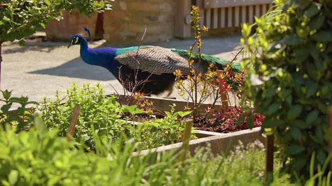 Königliche Gärten: Schloss Hof Pfau im Garten
