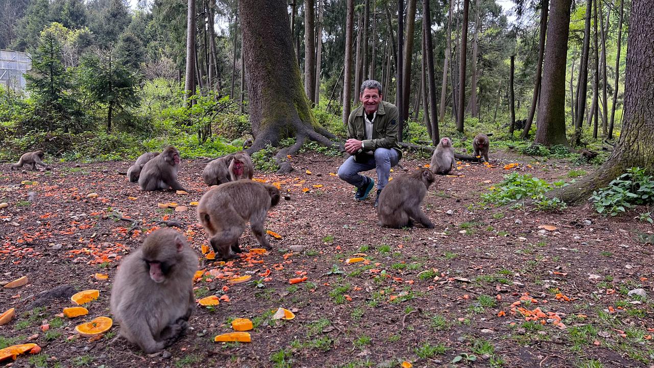 Mei liabste Weis: Franz Posch am Affenberg – rund 180 Japanmakaken leben hier wie in freier Wildbahn.