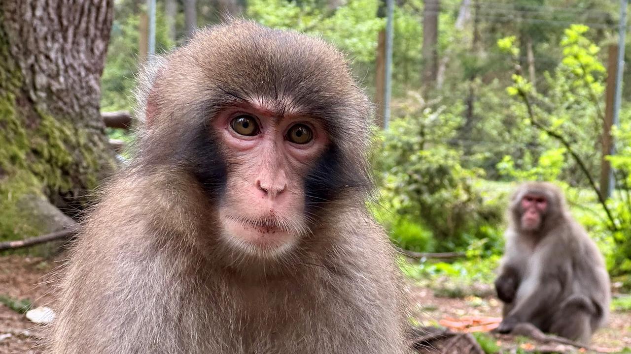Mei liabste Weis: Die Tiere kommen am Affenberg ganz nah – aber nur wenn es Futter gibt. Auf 4,5 Hektar leben die Primaten oberhalb von Villach.