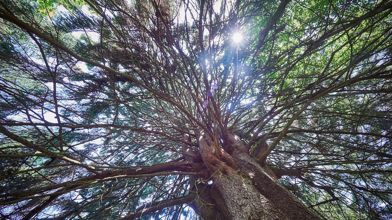 Mei liabste Weis: Die größte Fichte des Waldviertels ist über 36 Meter hoch, die Krone hat einen Durchmesser von 17 Metern