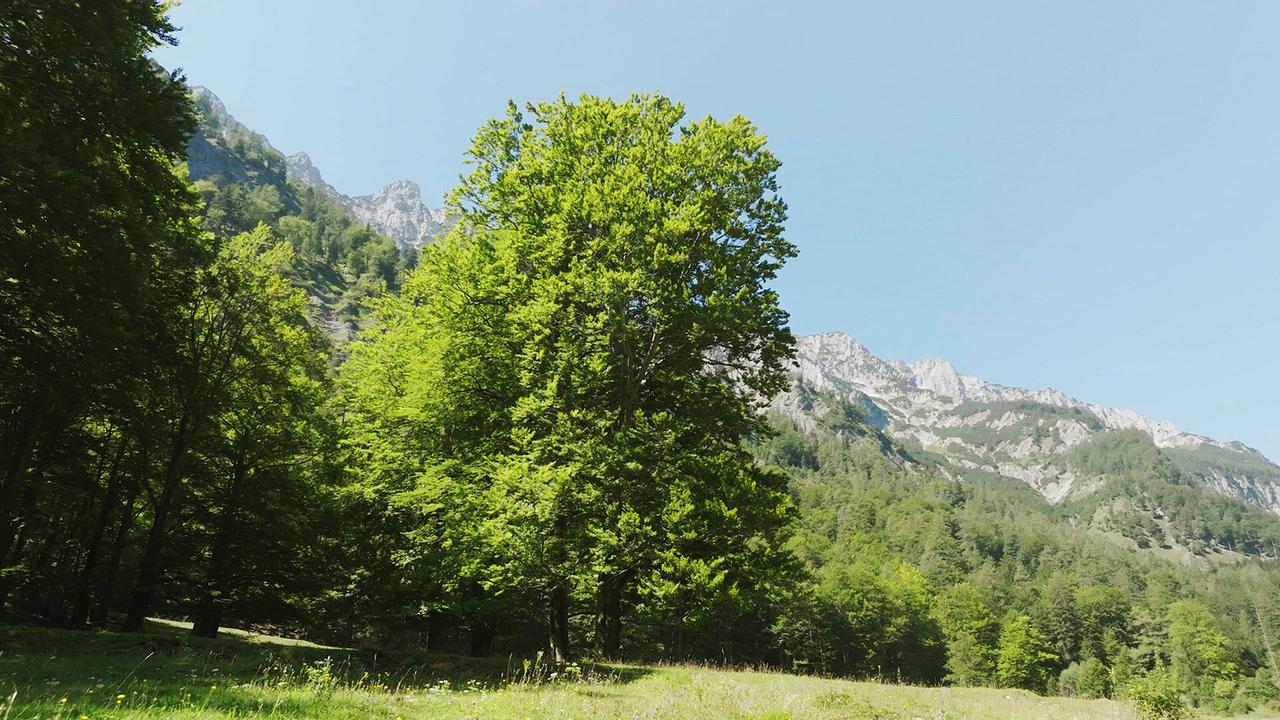 © ORF/Thomas Hackl & MinaPictures Nationalpark Kalkalpen - Vom Industriegebiet zum Naturparadies: Europaweit einzigartige Buchenwälder wurden 2017 in das UNESCO-Weltnaturerbe aufgenommen.