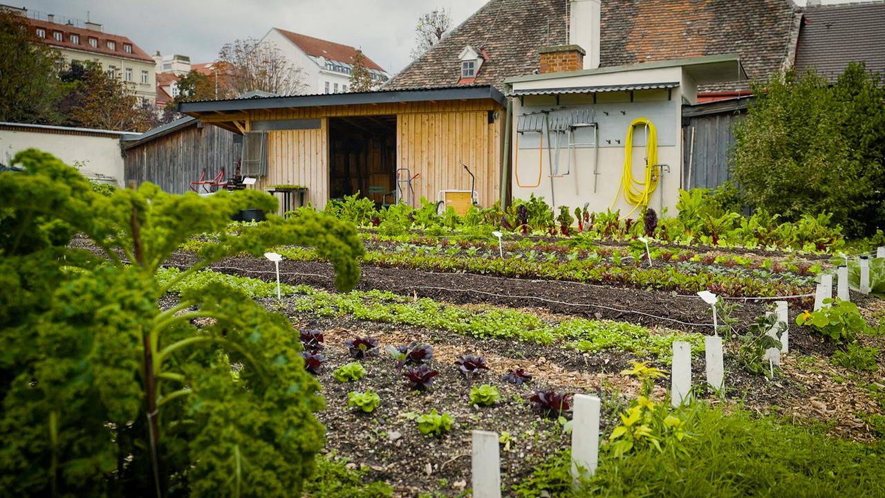 Die Cityfarm ist ein urbaner Lebens- und Lerngarten mitten in Wien. Unter der Leitung von Angelika und Wolfgang Palme wird hier auf mehr als 4.000 m² verschiedenstes Gemüse angebaut