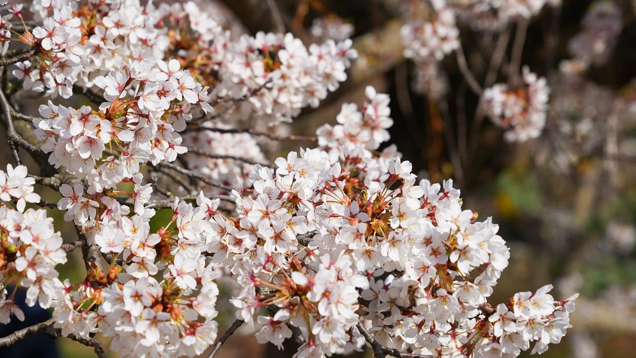 © Leopold Mayrhofer/Natur im Garten Der 19. Wiener Gemeindebezirk Döbling und der Stadtteil Setagaya in Tokio haben ein Freundschafts- und Kulturabkommen. Daraus entstand die Idee, in Döbling einen Japanischen Garten anzulegen