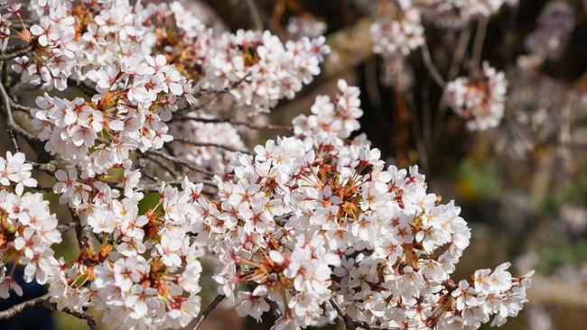 Der 19. Wiener Gemeindebezirk Döbling und der Stadtteil Setagaya in Tokio haben ein Freundschafts- und Kulturabkommen. Daraus entstand die Idee, in Döbling einen Japanischen Garten anzulegen