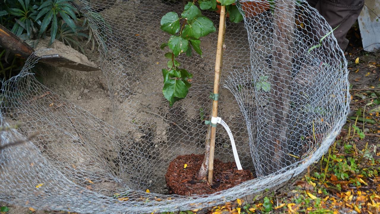 Säulenobst vor dem Einsetzen in die Erde