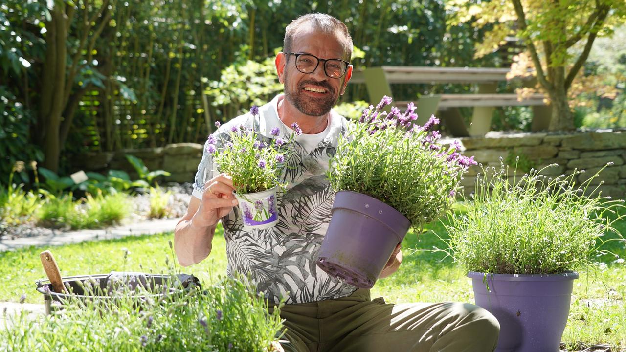© Leopold Mayrhofer/Natur im Garten Lavendel ist eine seit Urzeiten wegen ihres angenehmen Duftes geschätzte Pflanze, deren Blüten man unter anderem zum Vertreiben von Motten einsetzt. Karl Ploberger hat Tipps und Tricks für eine erfolgreiche Anzucht