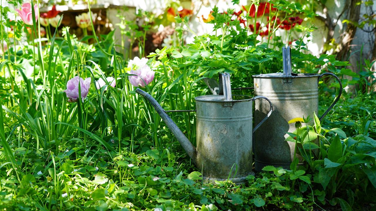© Leopold Mayrhofer/Natur im Garten Am Rande von Wien am Wald- und Wiesengürtel liegt Paula Polaks beschatteter 600 m² großer Garten, aus dem sie in liebevoller Arbeit ein diverses Stück Land gemacht hat