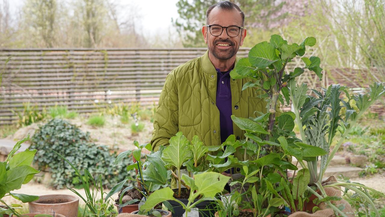 © Leopold Mayrhofer/Natur im Garten Karl Ploberger stellt verschiedene Gemüseraritäten vor: von Wasabi über Artischocke, Ewigen Kohl, Rhabarber bis hin zur Yacon-Wurzel