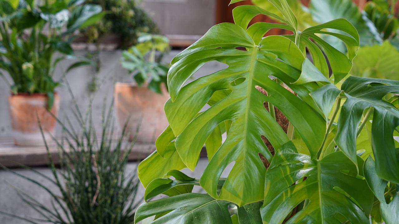 © Leopold Mayrhofer/Natur im Garten Zimmerpflanzen im Topf