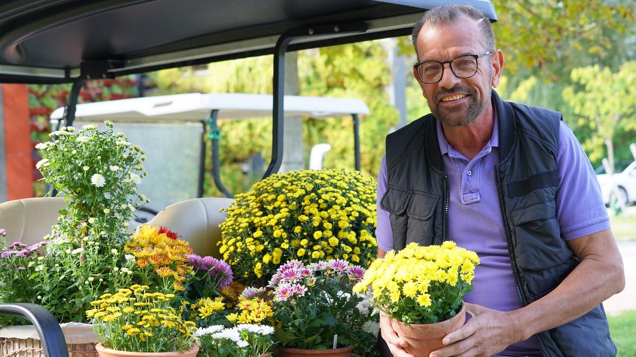 In China – ihrer ursprünglichen Heimat – wurden Chrysanthemen schon im 15. Jahrhundert kultiviert, bei uns stehen sie schon zu tausenden in den Gärtnereien zum Verkauf bereit. Karl Ploberger hat Tipps für eine erfolgreiche Anzucht und Pflege der Goldblumen