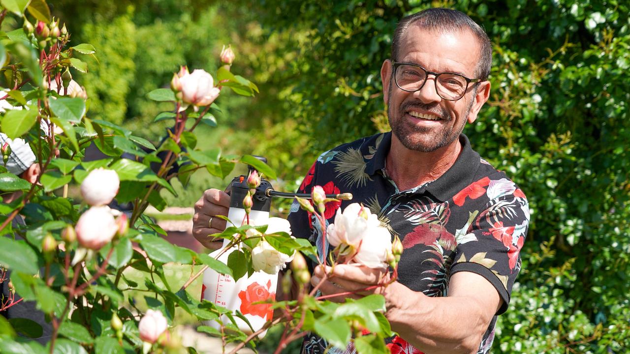 Im Sommer werden Rosenpflanzungen vielerorts durch Pilzbefall wie Mehltau, Rosenrost oder Sternrußtau unansehnlich. Karl Ploberger hat Tipps, wie dem vorgebeugt werden kann