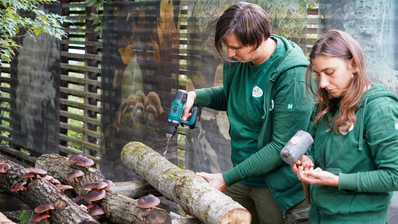 © Leopold Mayrhofer/Natur im Garten Zwei Gärtnerinnen bohren mit Akkuschrauber Löcher in einen Baumstamm zur Pilzzucht.