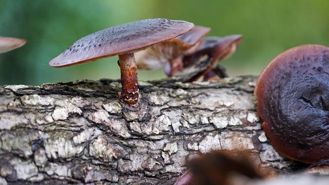 © Leopold Mayrhofer/Natur im Garten Nahaufnahme eines braunen Pilzes mit Hut auf bemoostem Baumstamm, weitere Pilze verschwommen im Hintergrund.