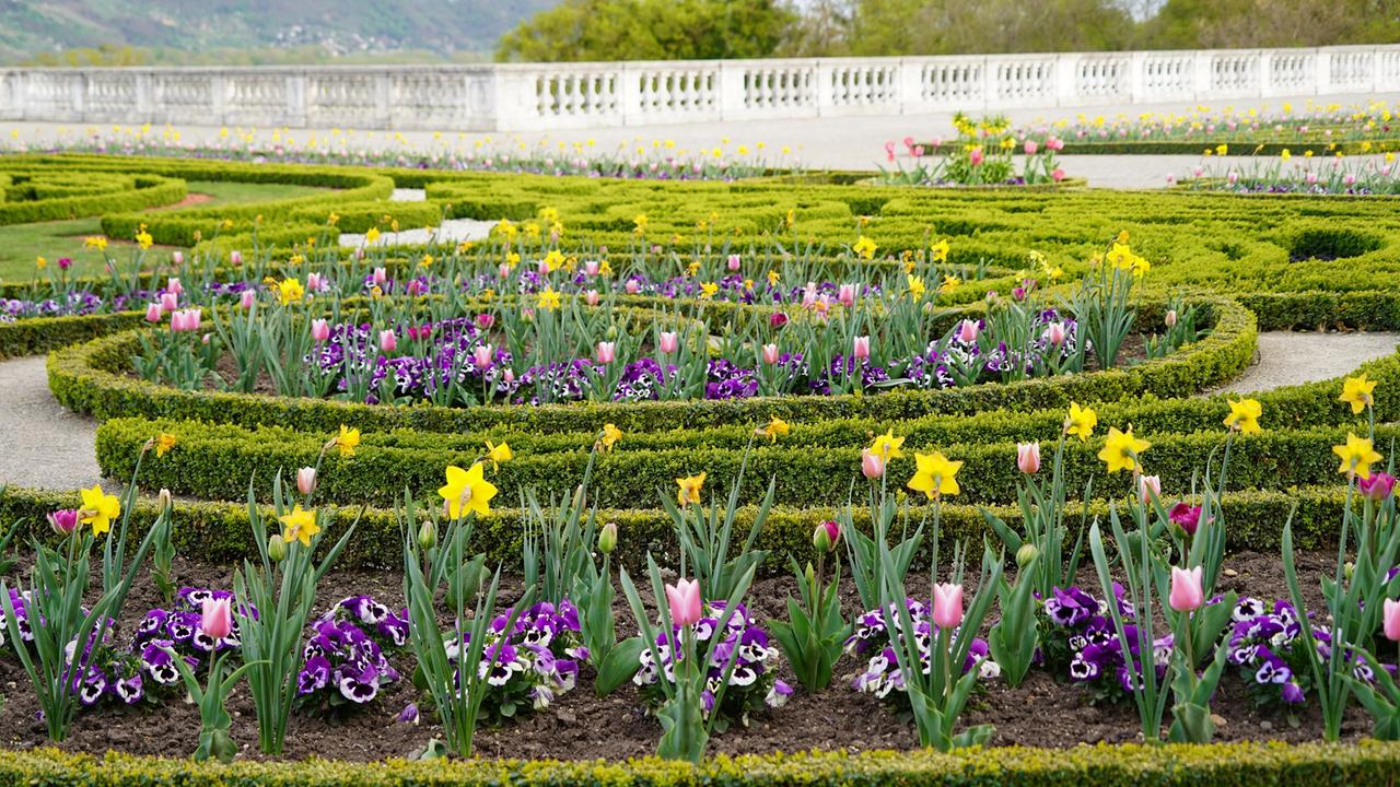 Blumenbeete mit Tulpen und Narzissen in barock-geometrischen Mustern im Garten von Schloss Hof