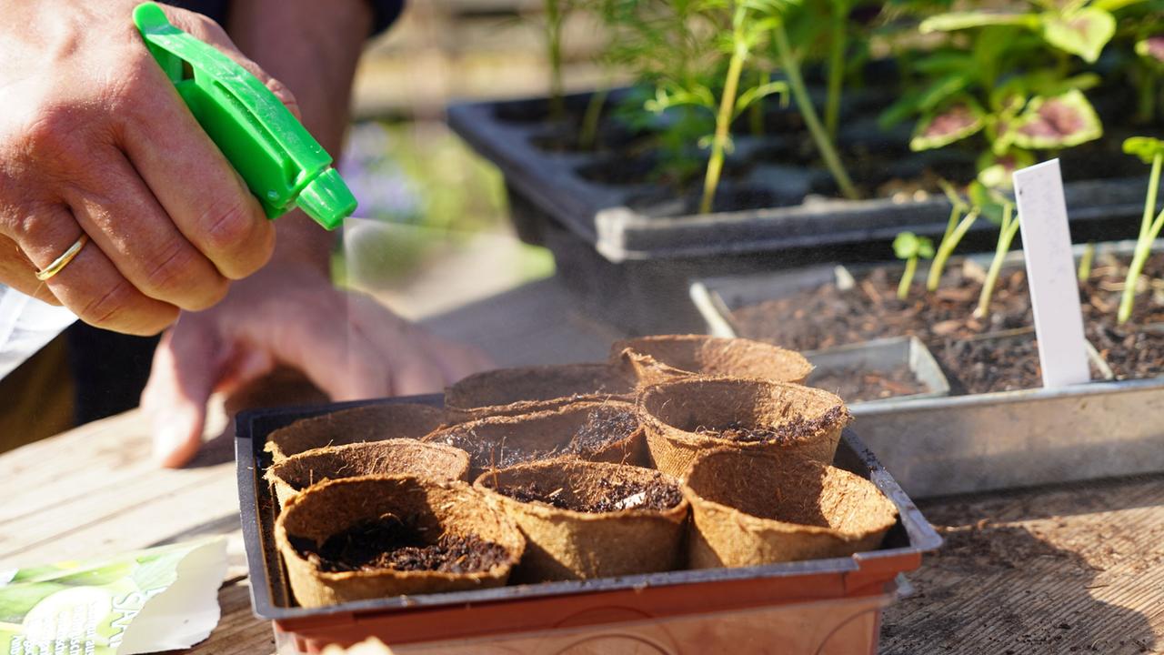 Eine Hand sprüht Wasser mit einer grünen Sprühflasche auf kleine Pflanztöpfe auf einem Holztisch neben Setzlingen.