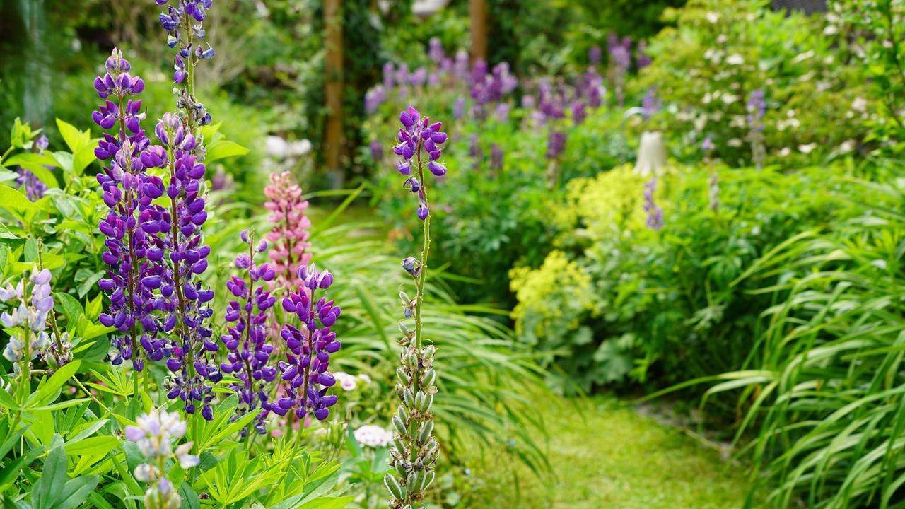 © Leopold Mayrhofer/Natur im Garten/Leopold Mayrhofer Violette und rosa Lupinen säumen geschwungenen Rasenweg durch üppigen Naturgarten mit dichtem Grün.