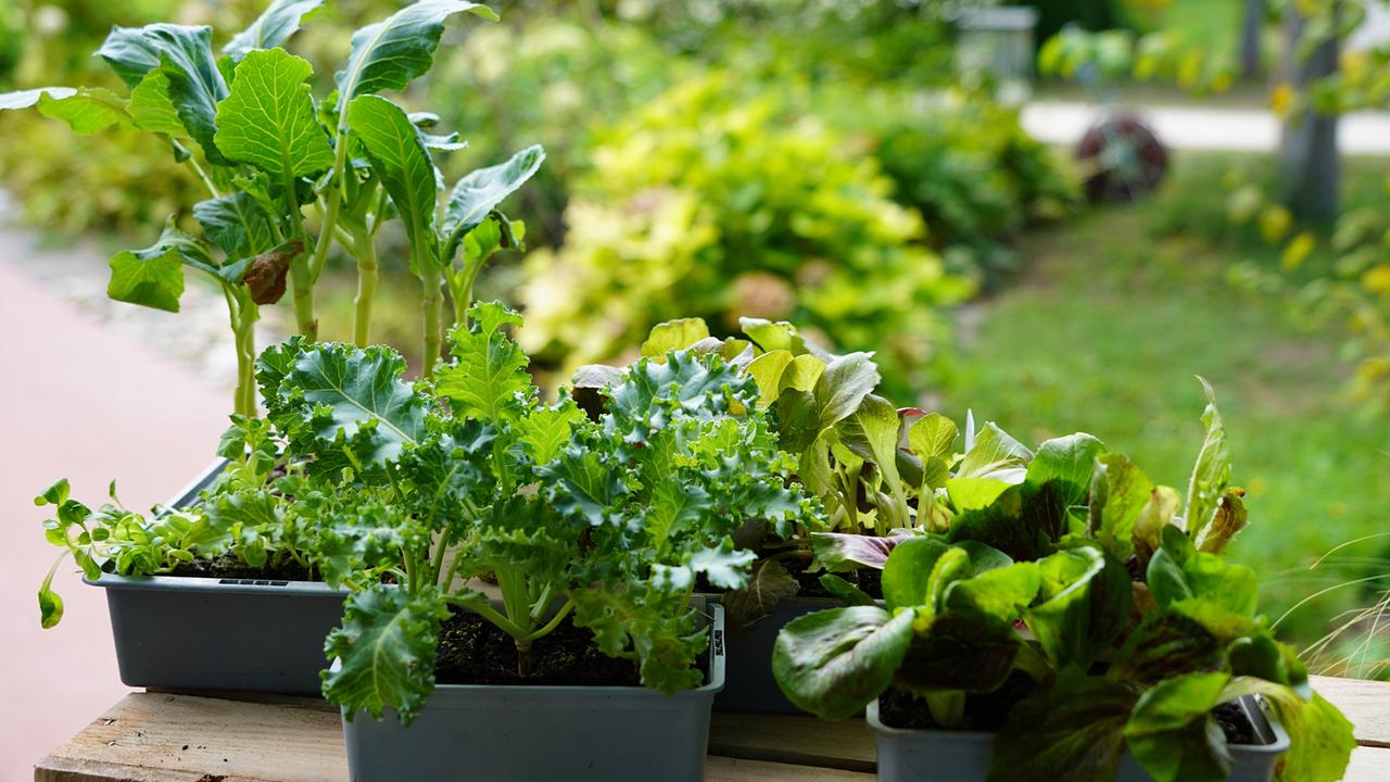 © Leopold Mayrhofer/Natur im Garten/Leopold Mayrhofer Mehere Schalen Wintergemüse für Balkon und Hochbeet – von Feldsalat und Spinat bis zu Asia-Salaten und Pak Choi.