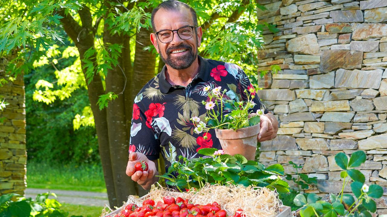 Karl Ploberger hält einen Blumentopf mit Erdbeerpflanze neben einem großen Gefäß voller Erdbeeren vor einer Steinmauer