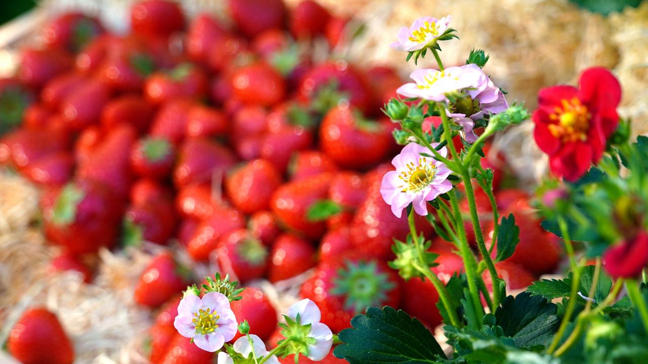 Nahaufnahme von blühenden Erdbeerpflanzen mit rosa und weißen Blüten vor einem Hintergrund aus reifen Erdbeeren.