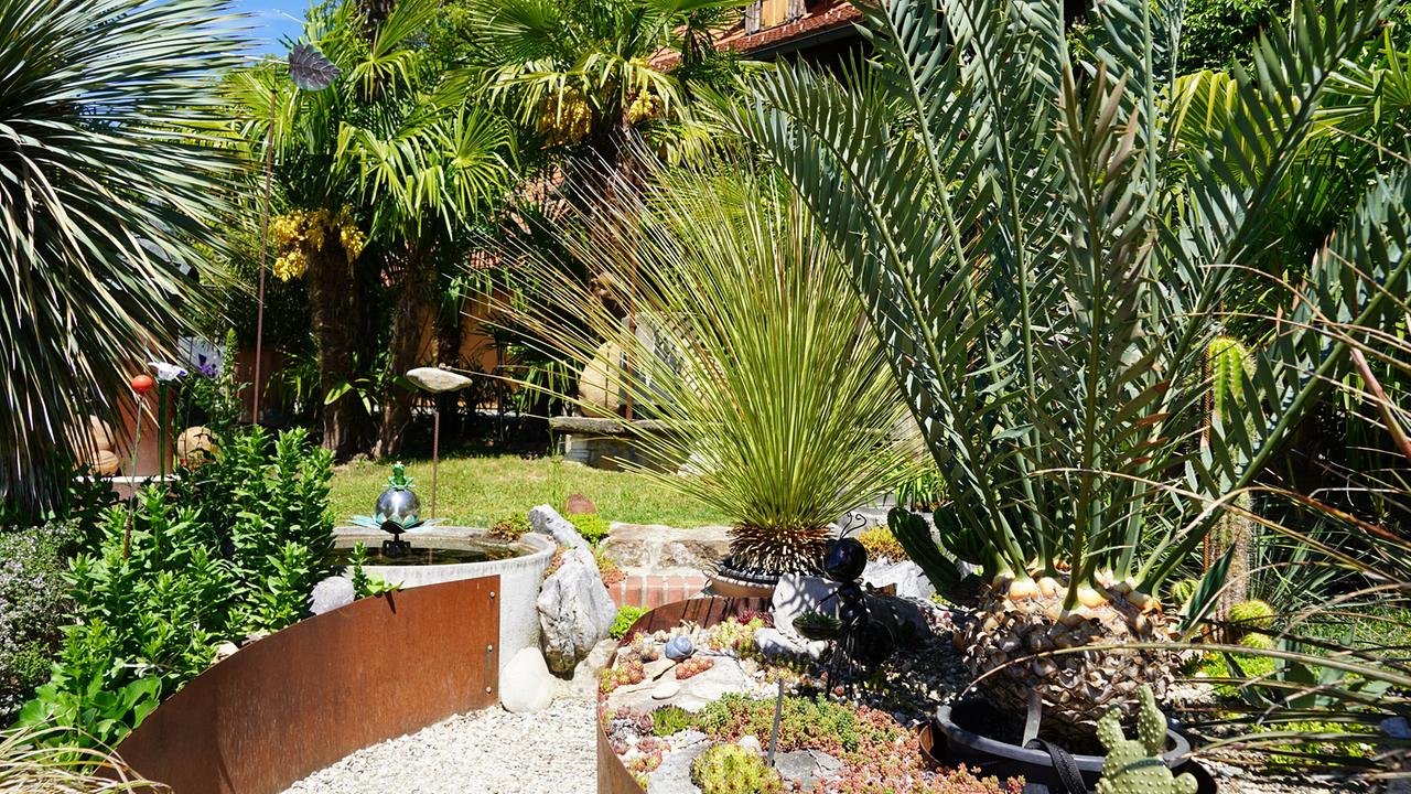 Garten mit exotischen Pflanzen, darunter Palmen, Sukkulenten und naturnahe Wasserführung, mit Kiesweg und bepflanzten Beeten